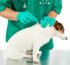 Principes de manipulation et de dosage de l’ivermectine – Guide pour une gestion sûre
